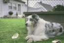 chien