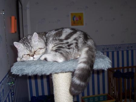 chat d'Anne
