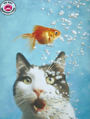 chat et poisson